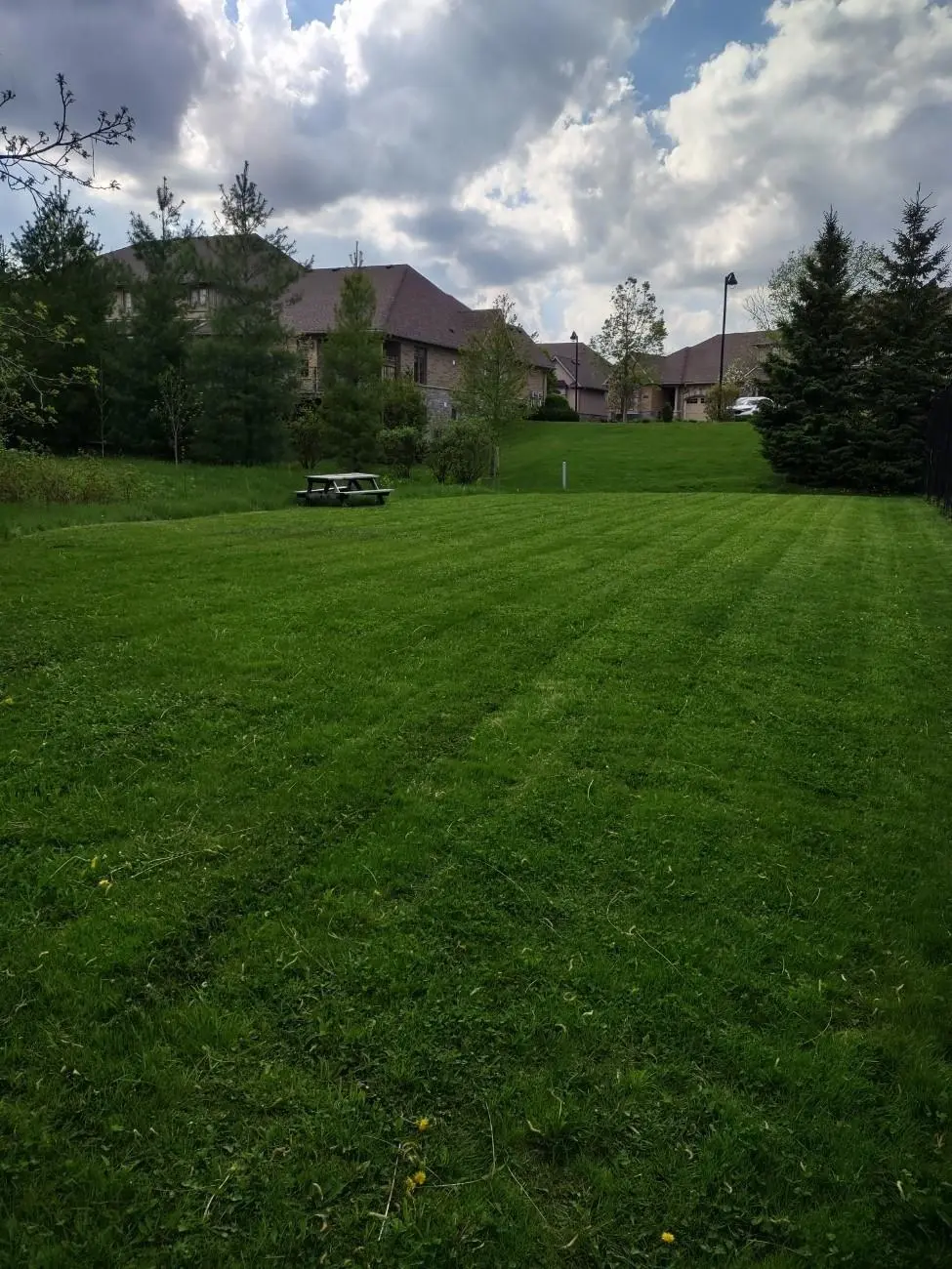 Lawn transformation
