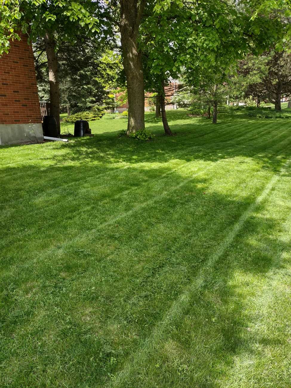 Lawn transformation